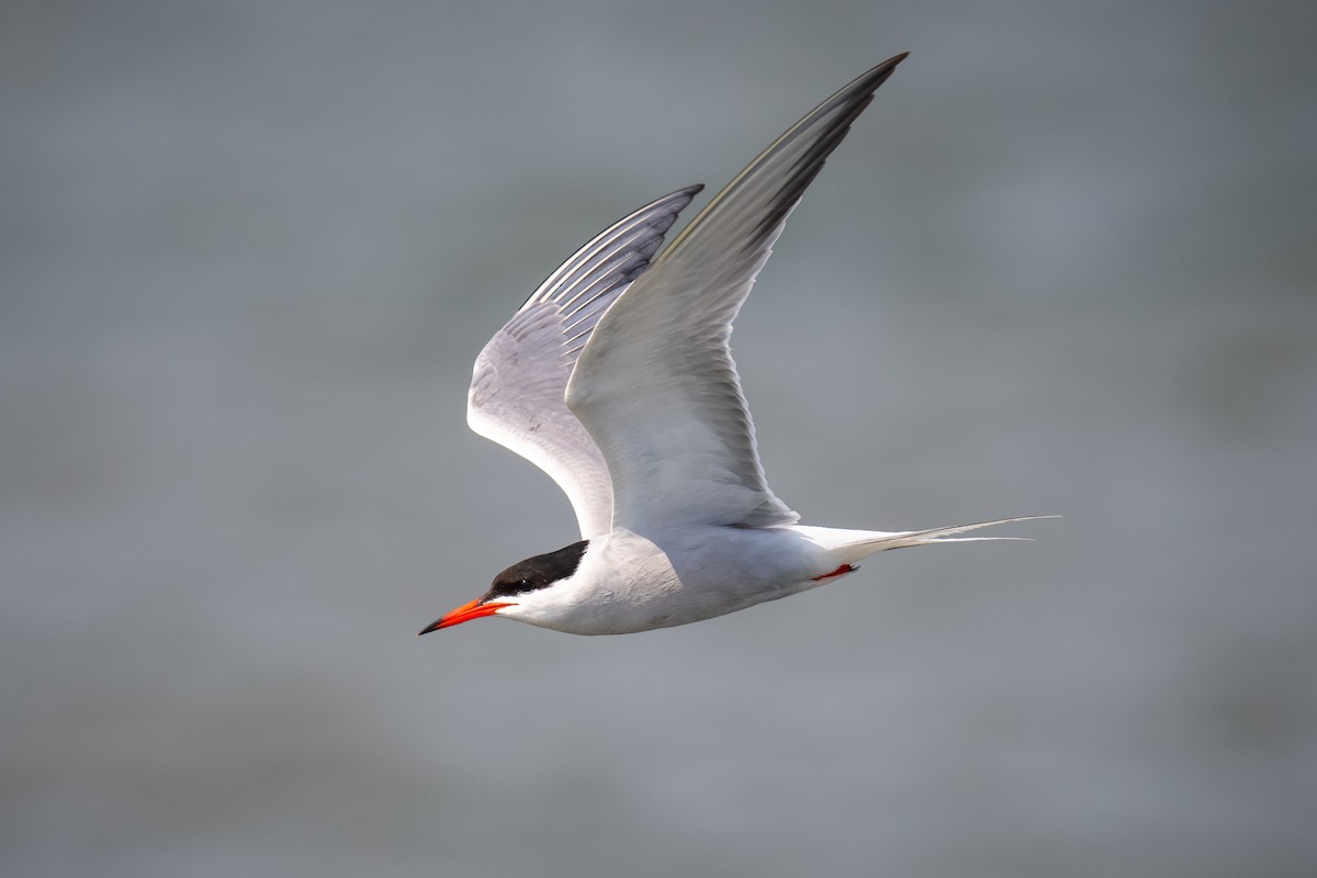 Common Tern - ML620768913