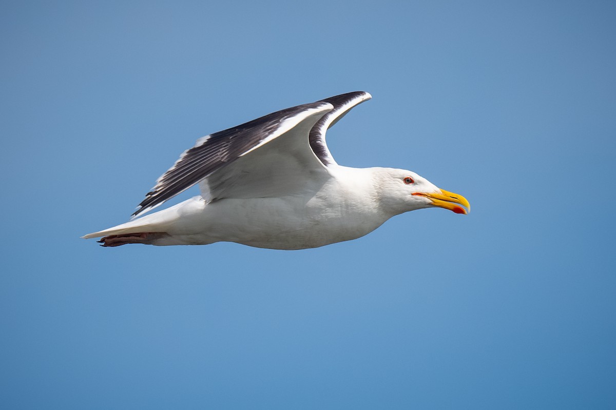 Great Black-backed Gull - ML620768915