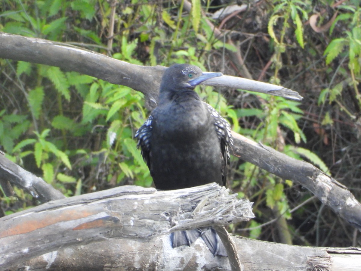 Little Black Cormorant - ML620768917