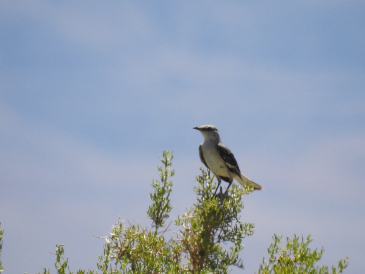 Northern Mockingbird - ML620768918