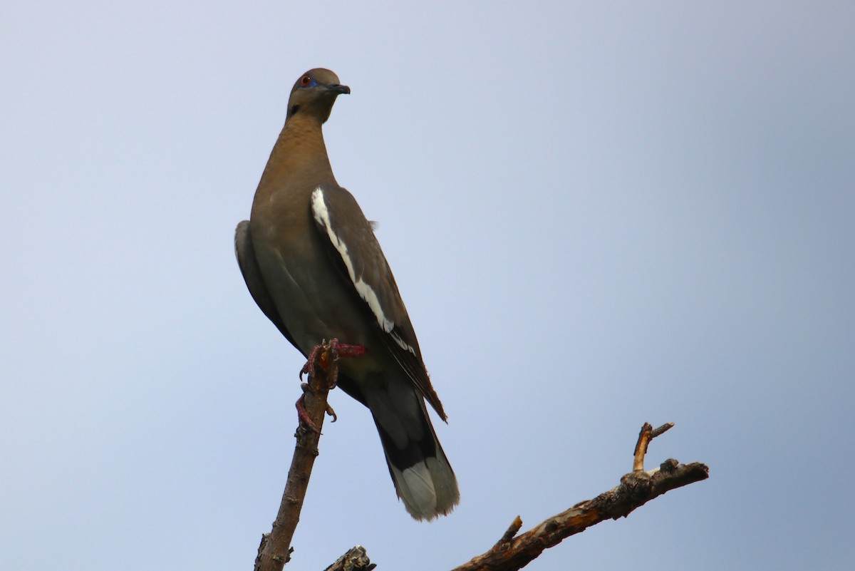 White-winged Dove - ML620768935