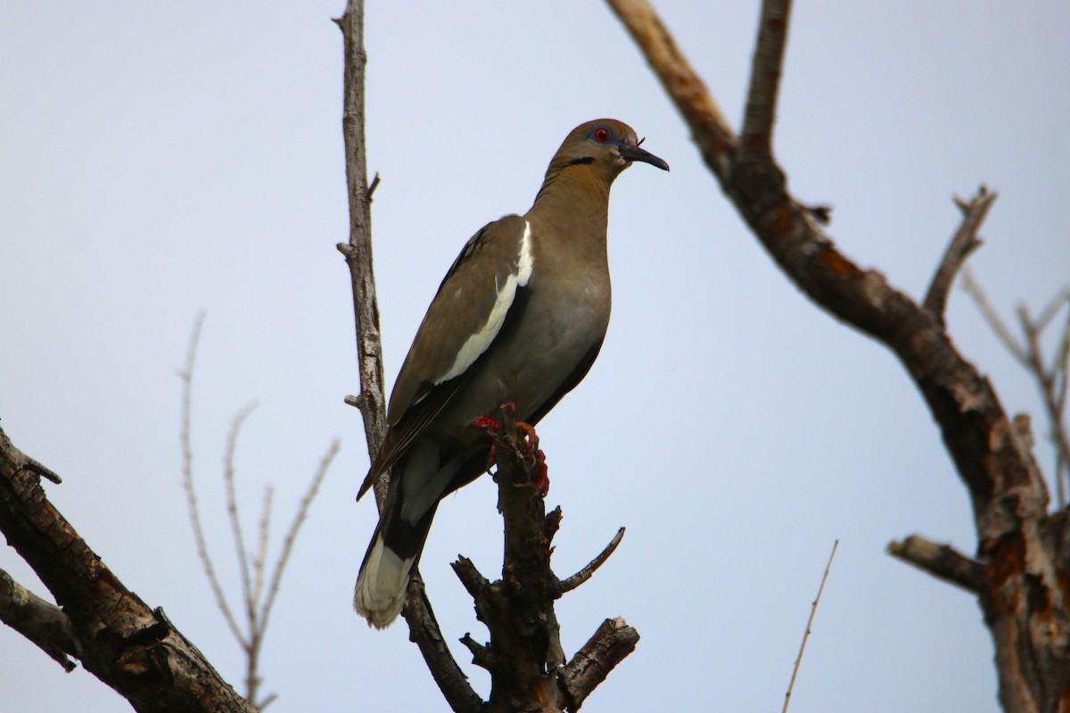 White-winged Dove - ML620768936