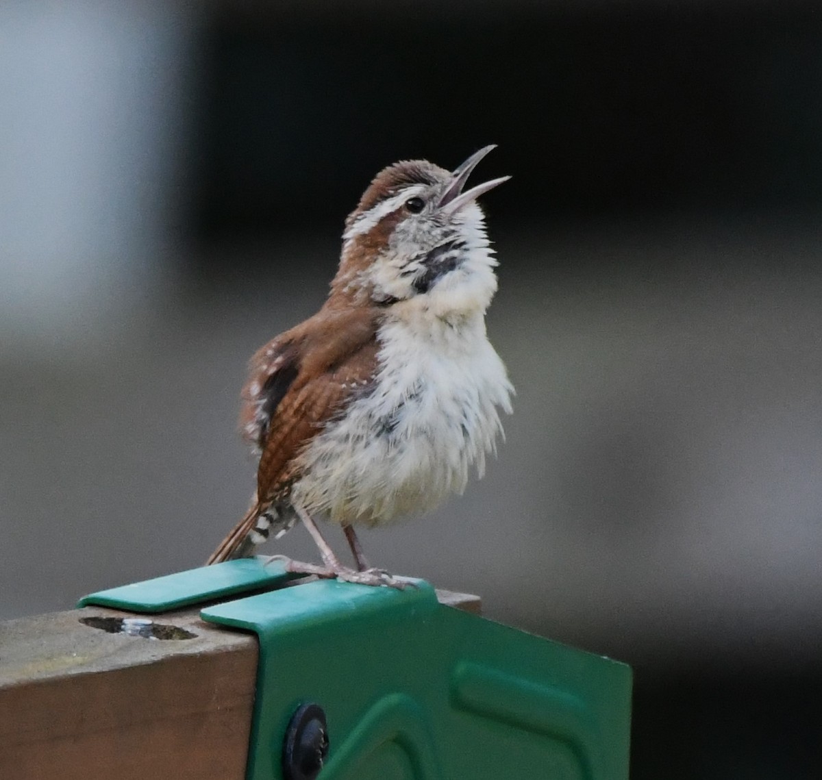 Carolina Wren - ML620768938