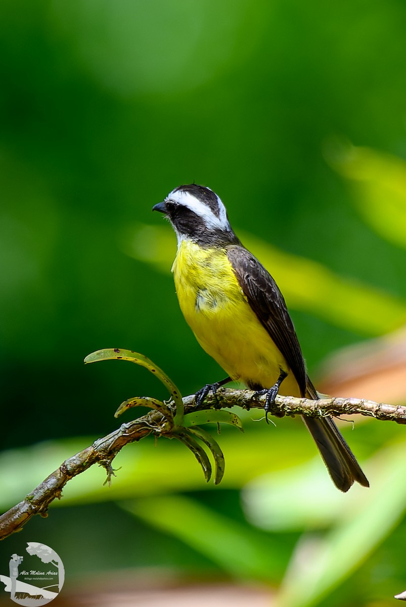 White-ringed Flycatcher - ML620768940