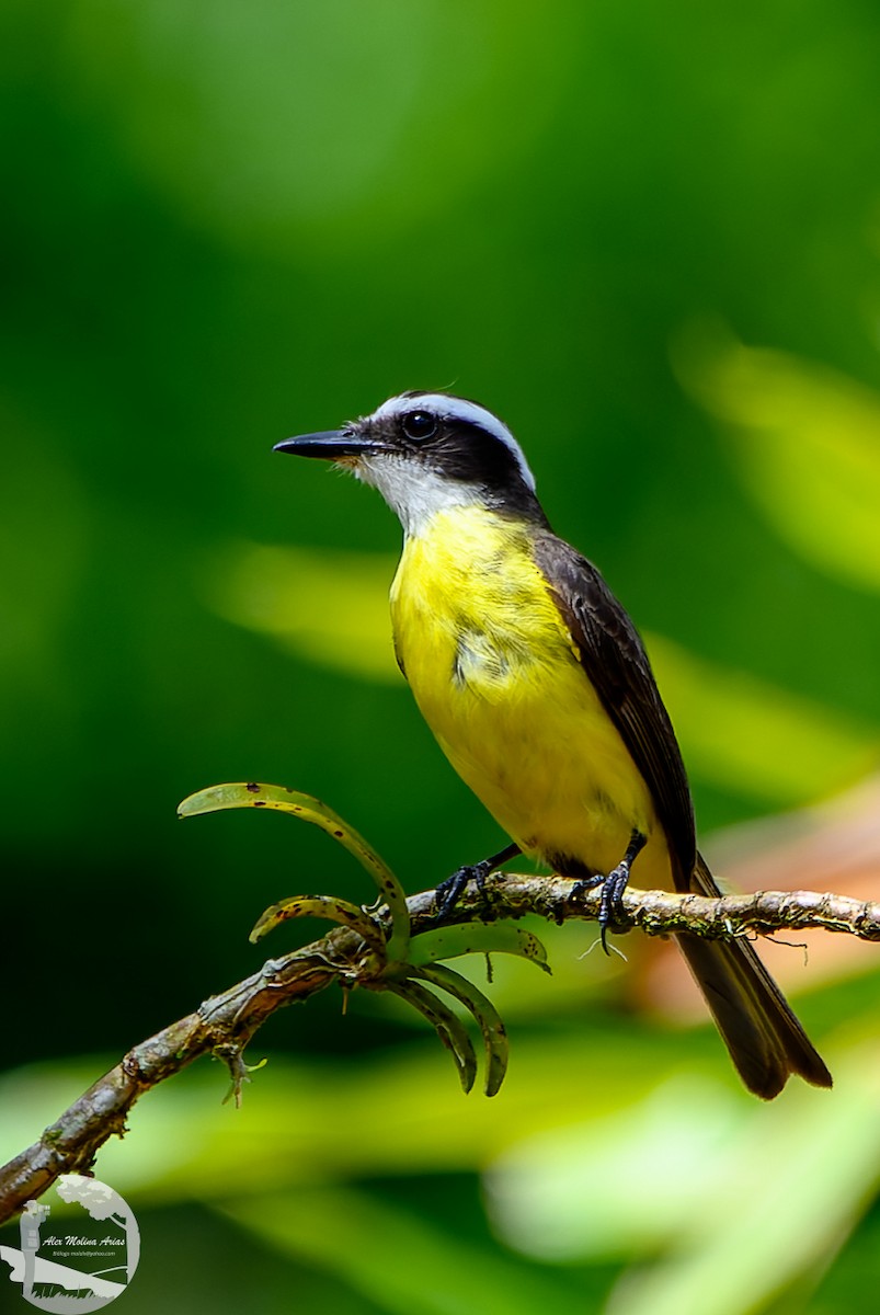 White-ringed Flycatcher - ML620768941