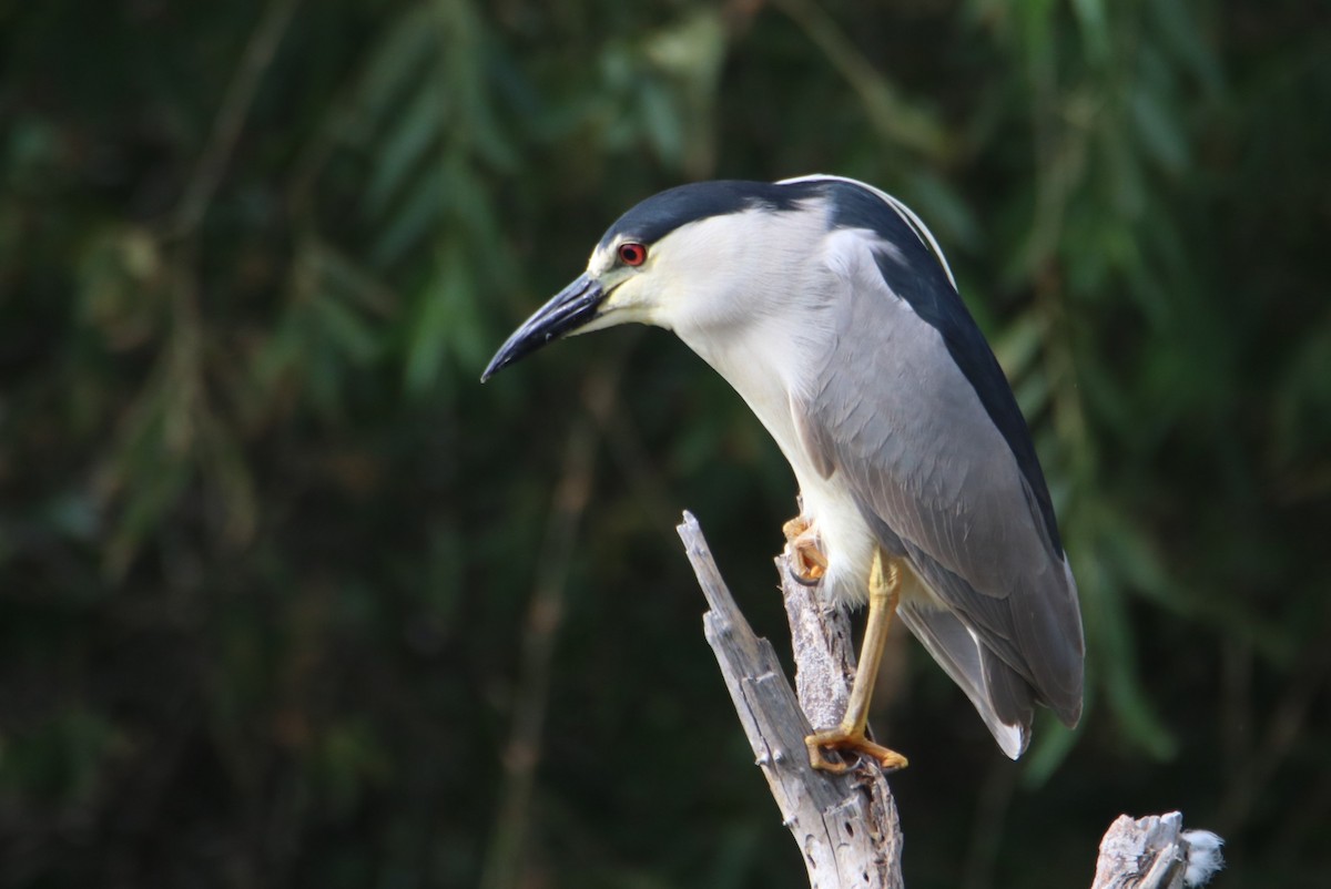 Black-crowned Night Heron - ML620768944