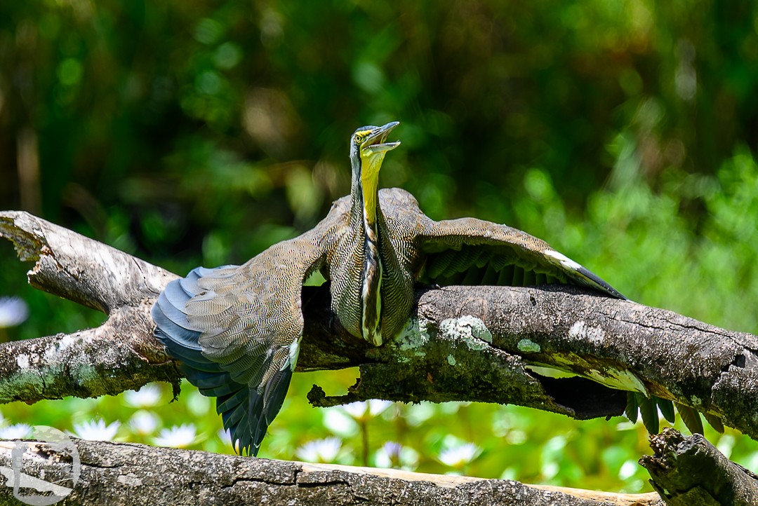 Bare-throated Tiger-Heron - ML620768952