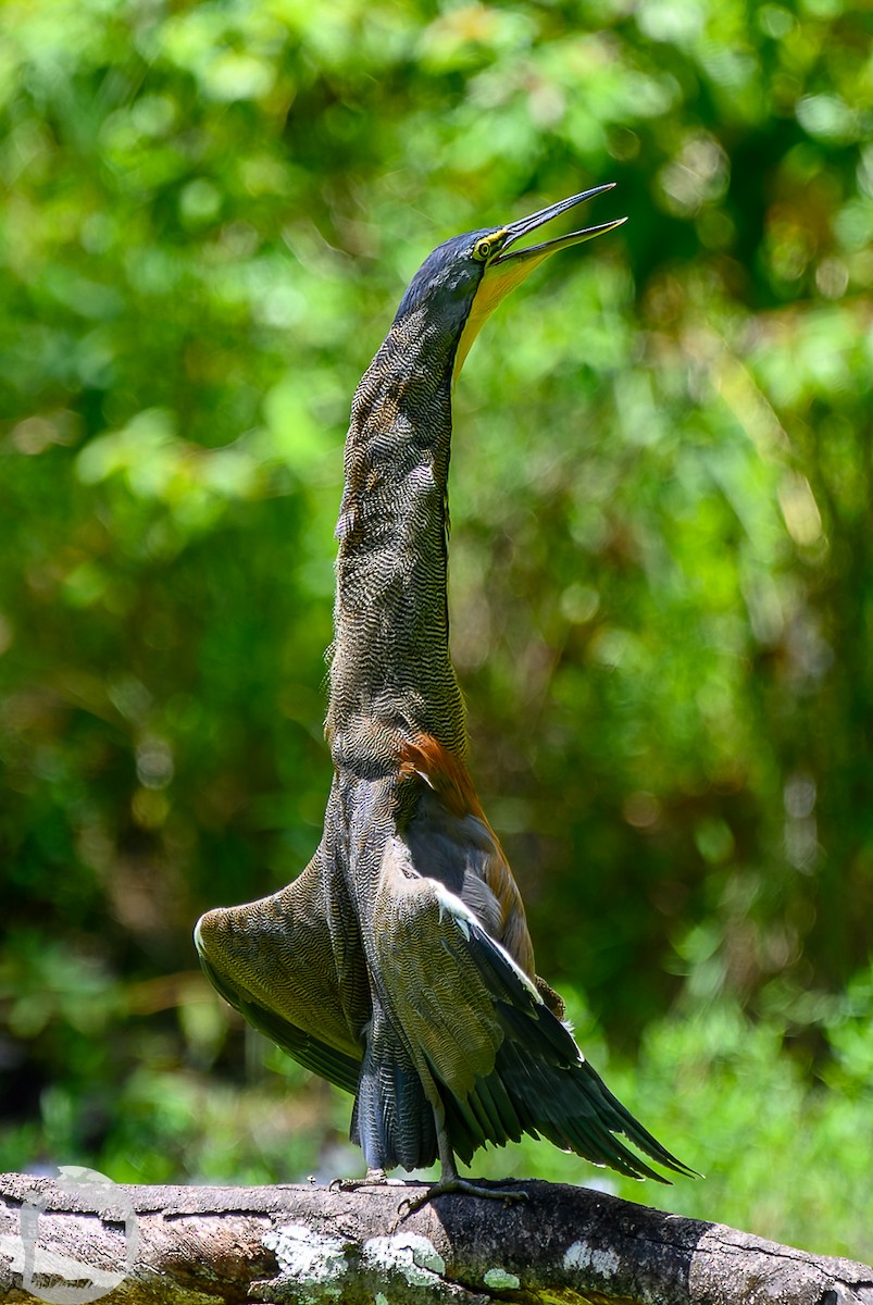 Bare-throated Tiger-Heron - ML620768953