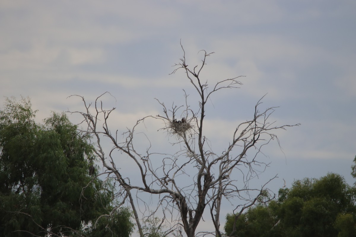 Great Blue Heron - ML620768954