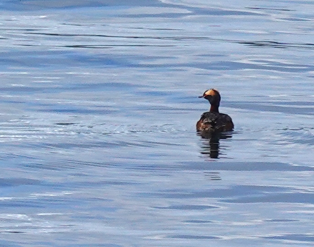 Horned Grebe - ML620768956