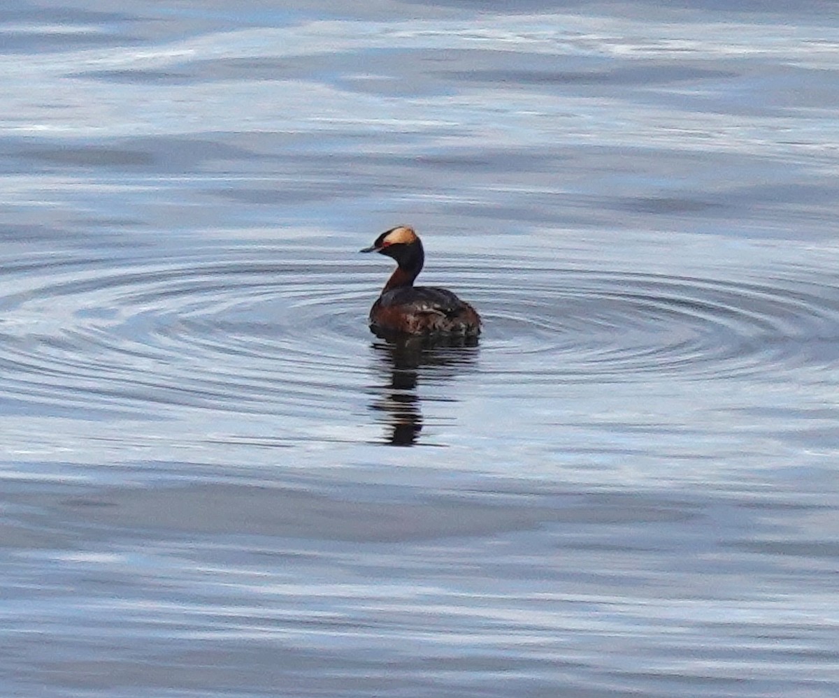 Horned Grebe - ML620768957