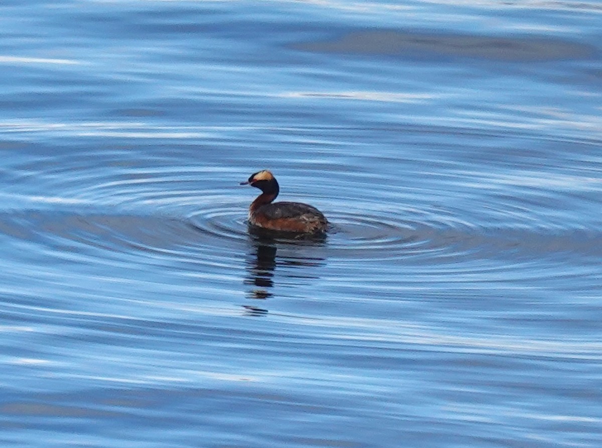 Horned Grebe - ML620768959