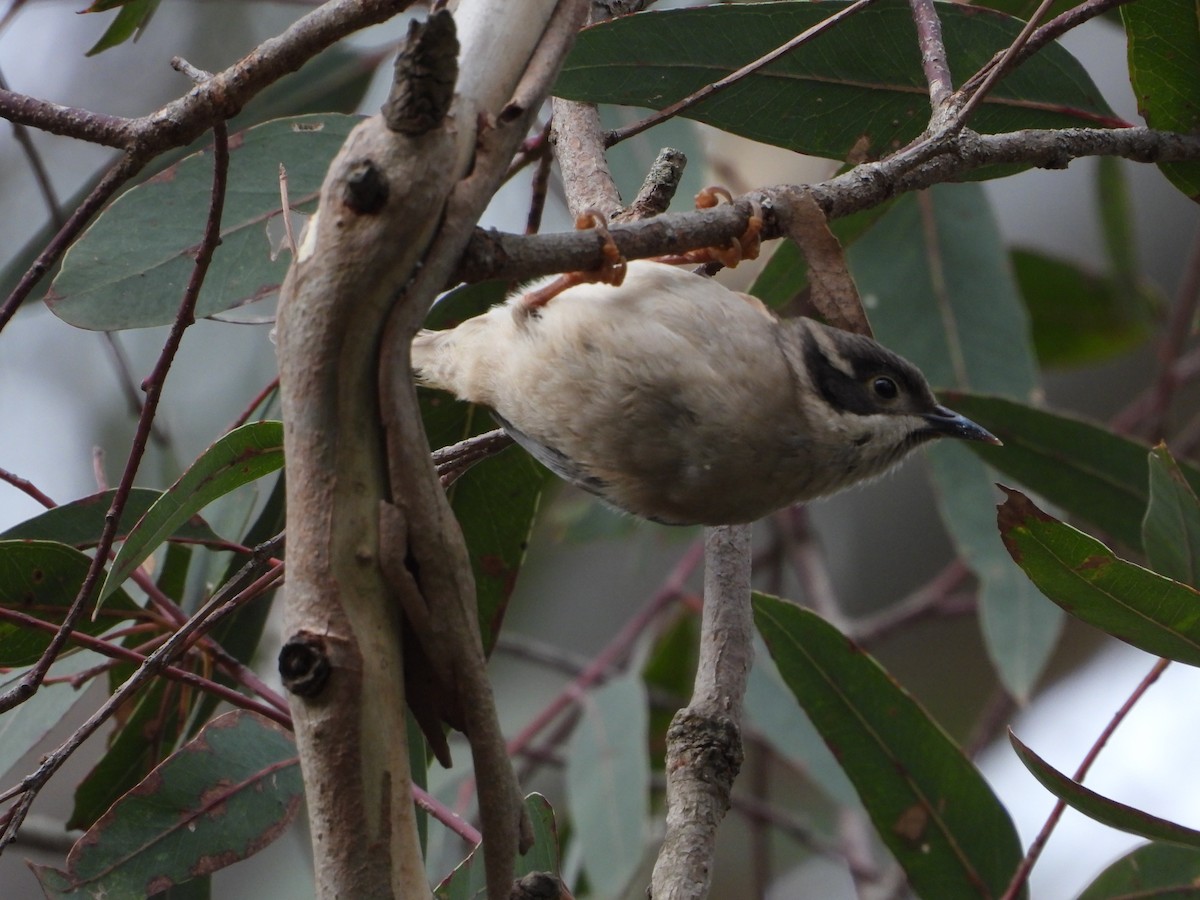 Brown-headed Honeyeater - ML620768967