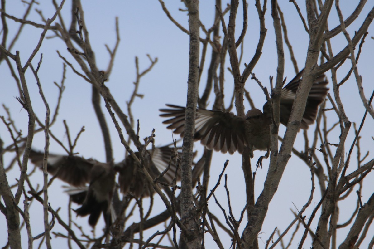 Northern Mockingbird - ML620768968