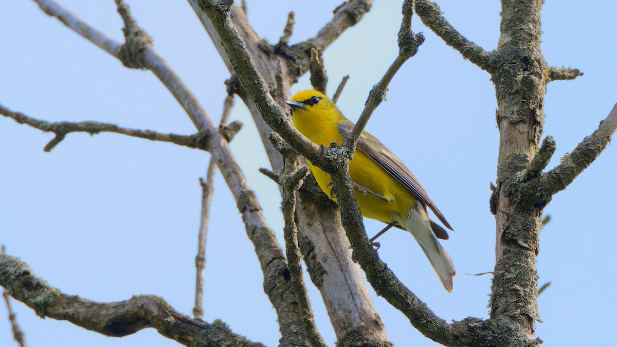 Blauflügel-Waldsänger - ML620768970