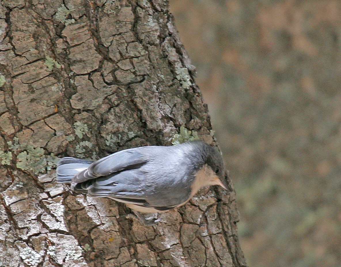 Pygmy Nuthatch - ML620768974