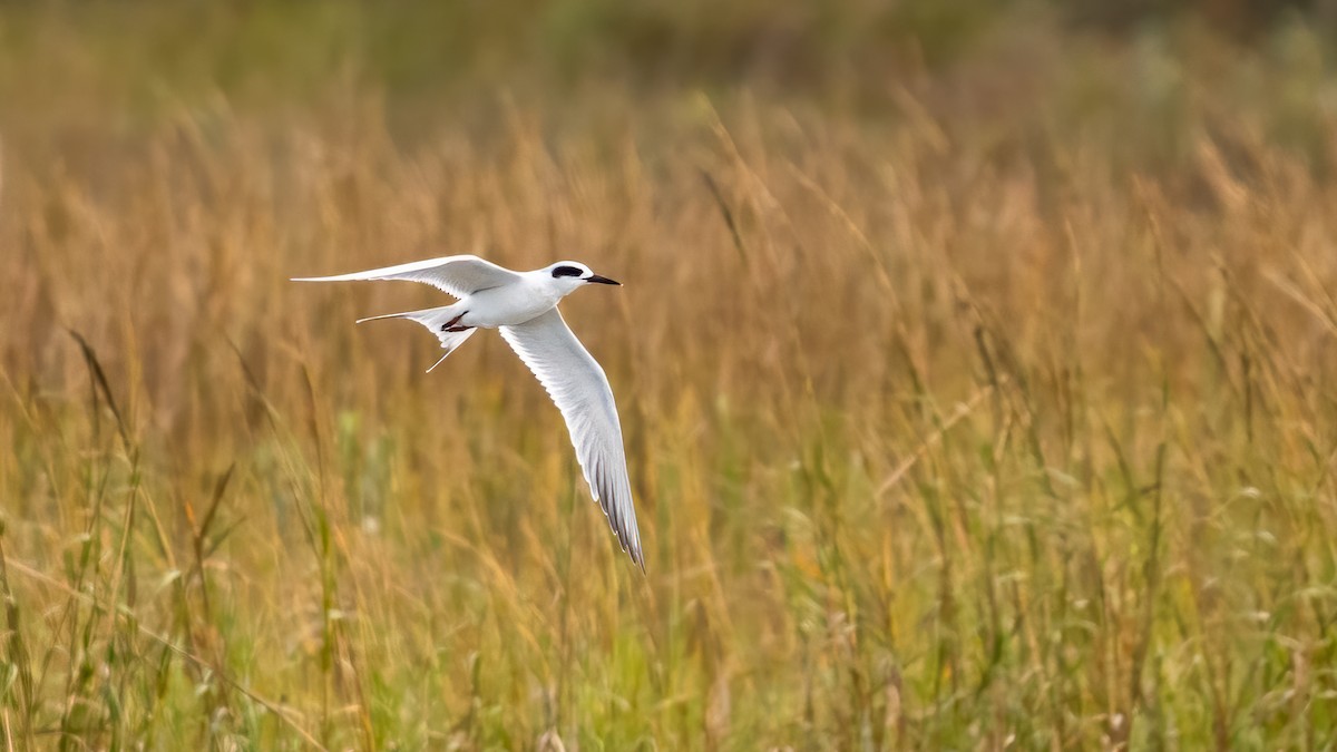 Forster's Tern - ML620768977