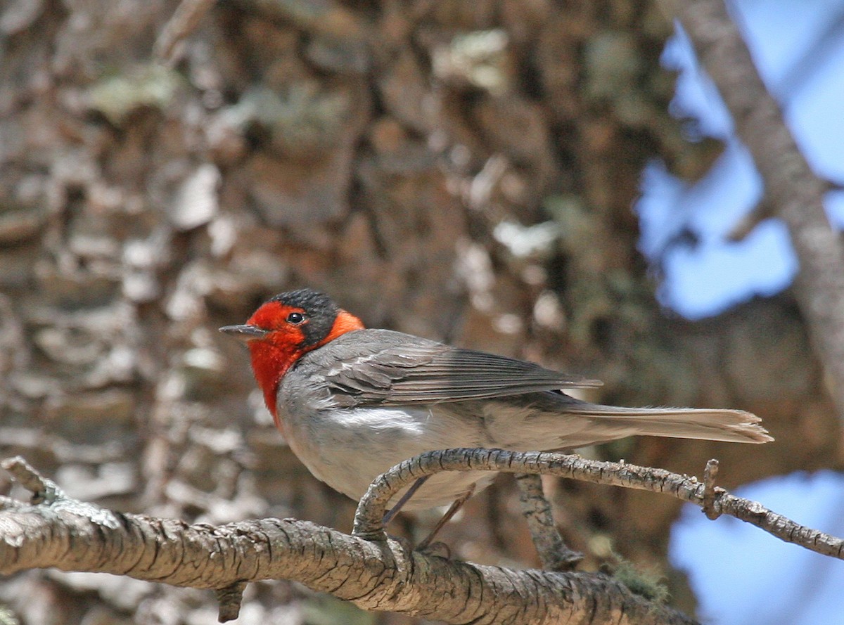 Red-faced Warbler - ML620768981