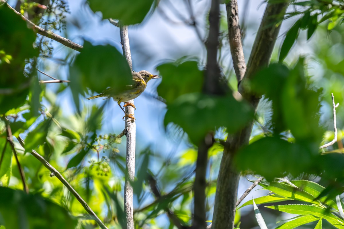 Yellow Warbler - ML620768984