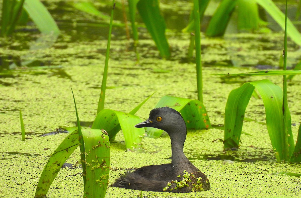 Least Grebe - Hannah Floyd