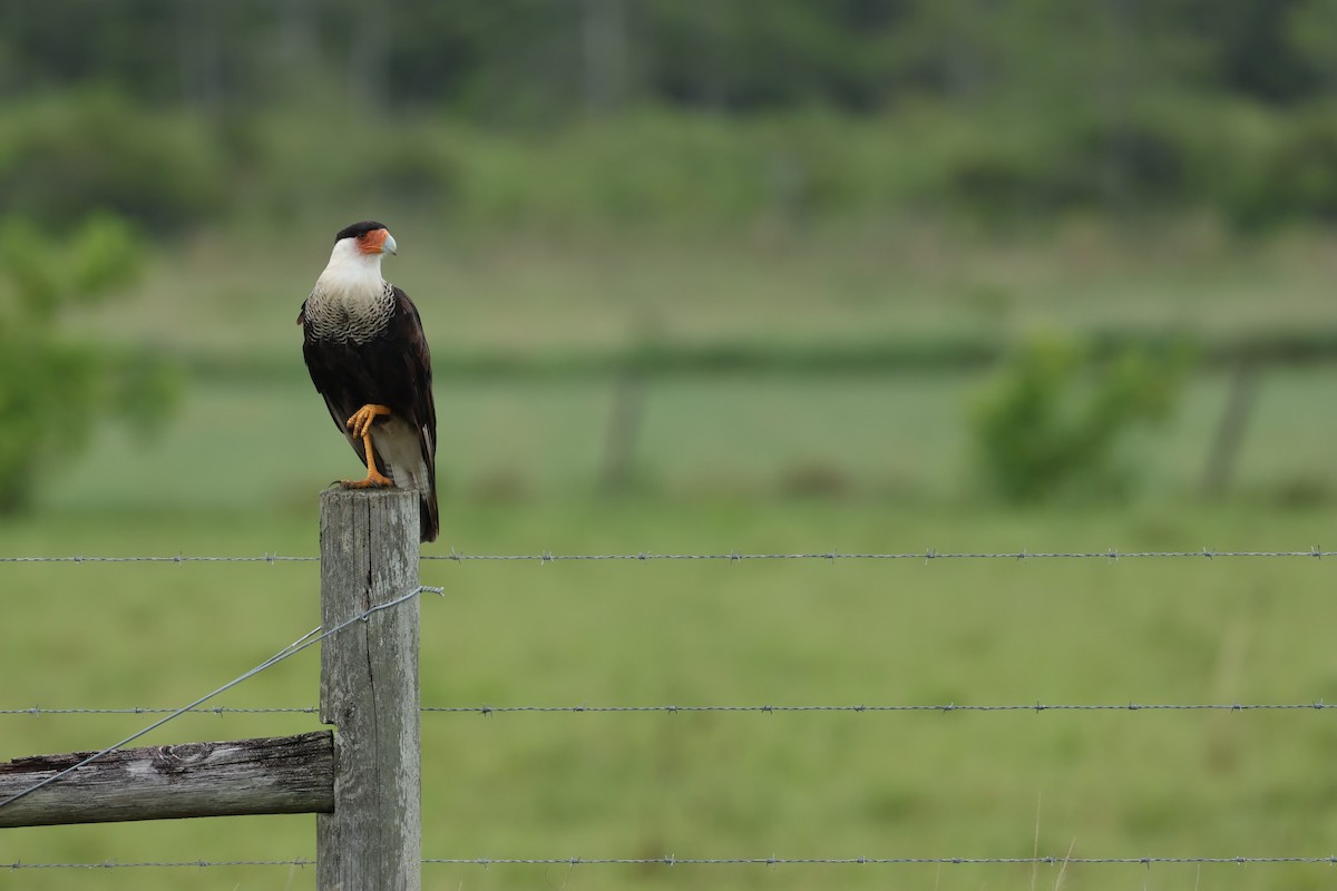 Crested Caracara - ML620768989