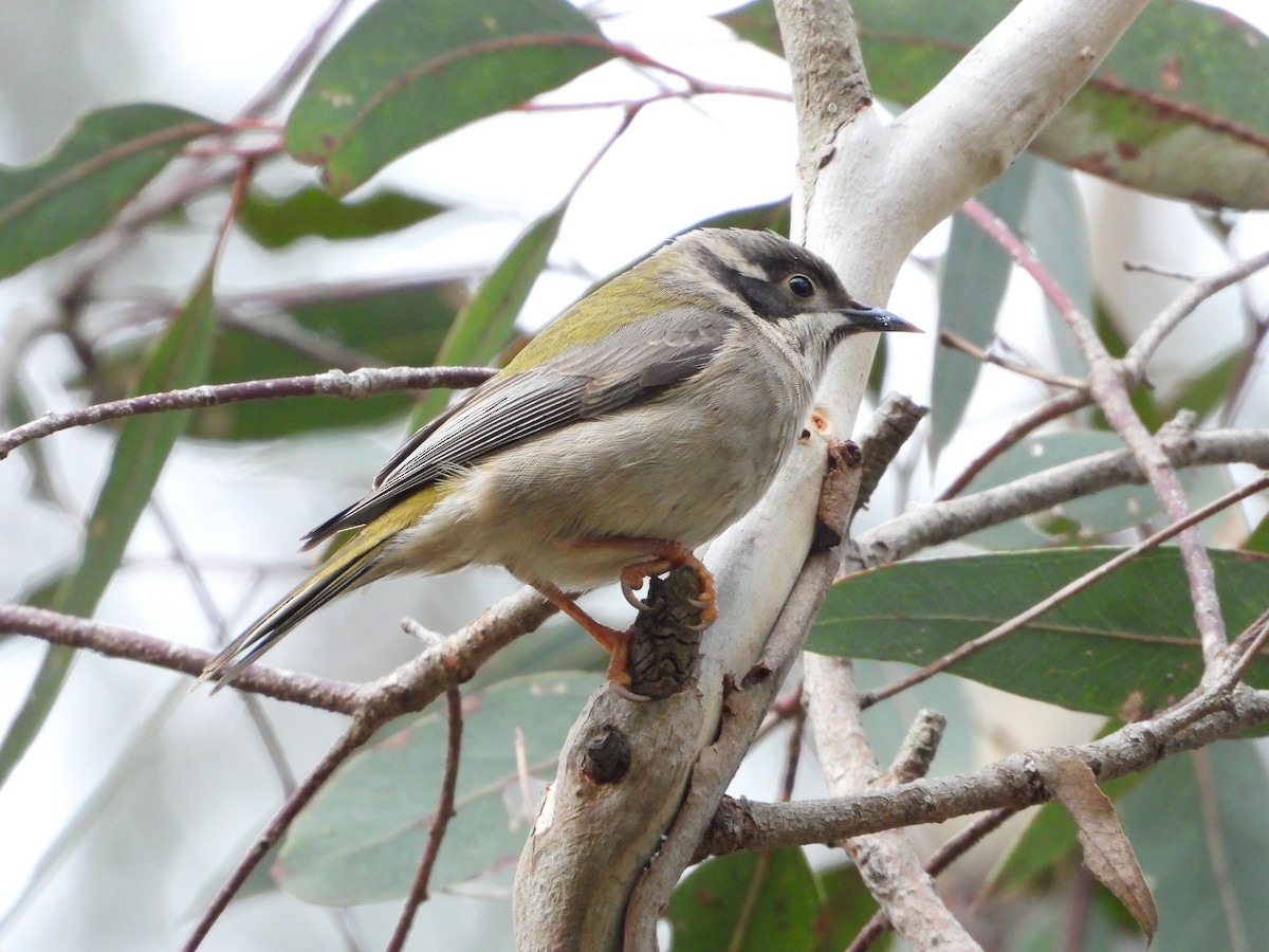 Brown-headed Honeyeater - ML620768991