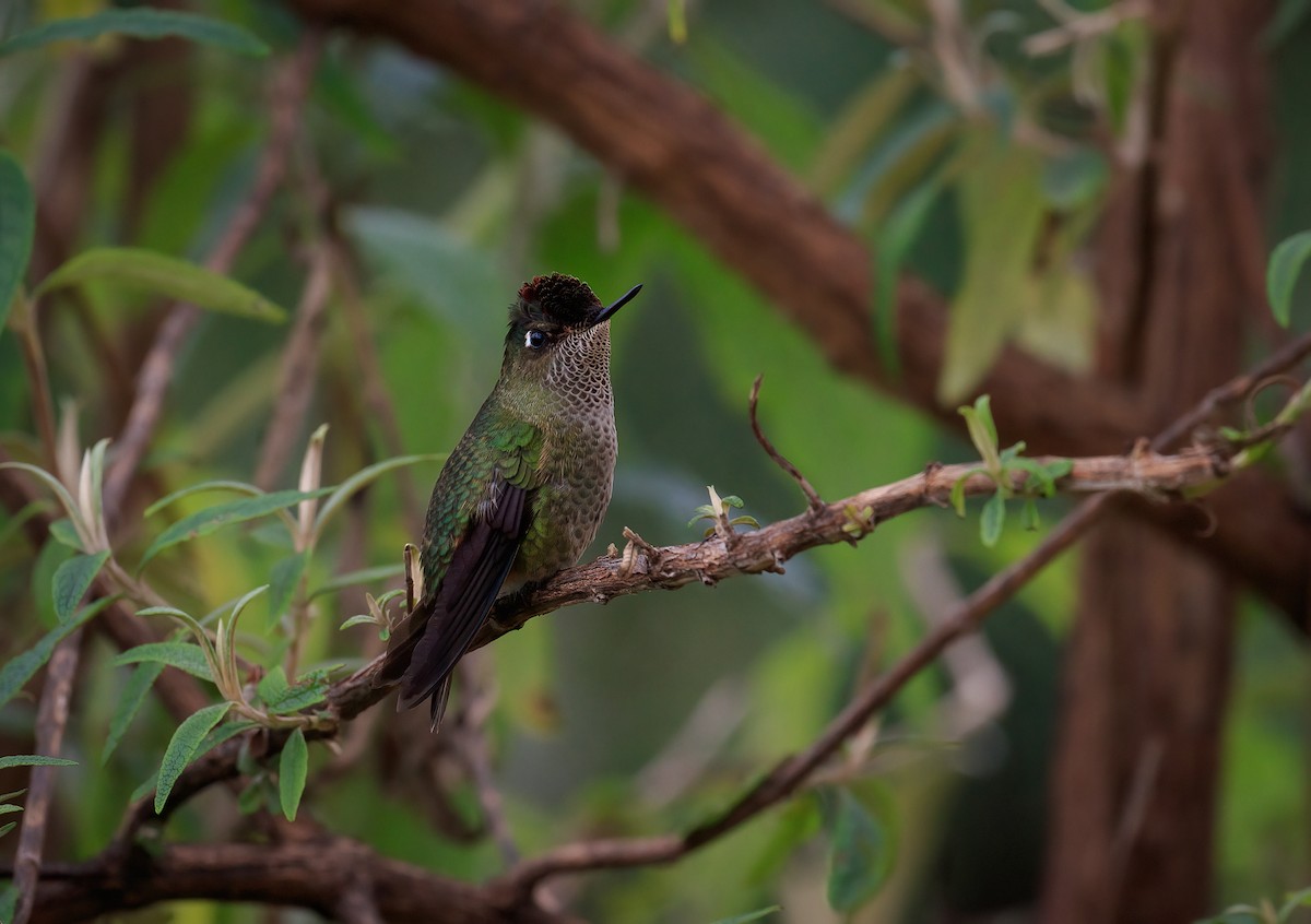 Green-backed Firecrown - ML620768995