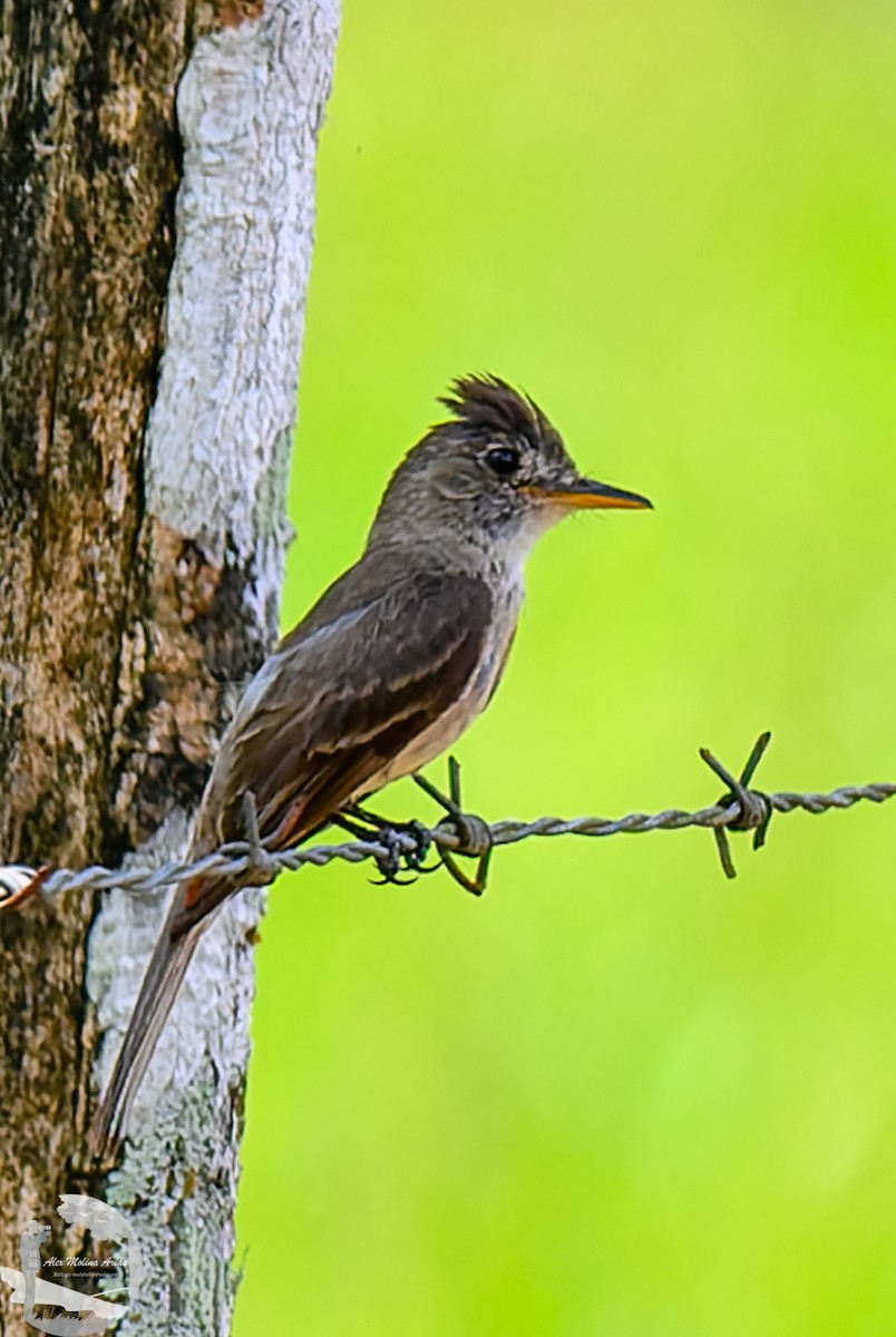 Northern Tropical Pewee - ML620768998