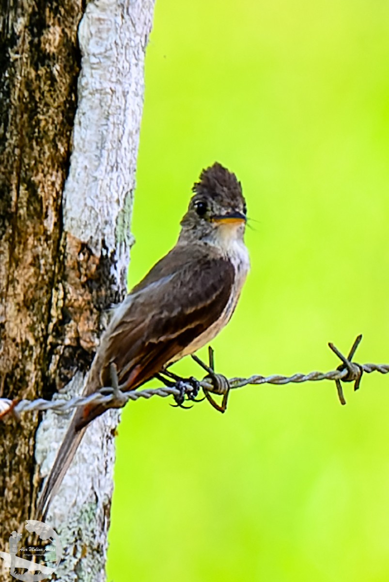 Northern Tropical Pewee - ML620769000