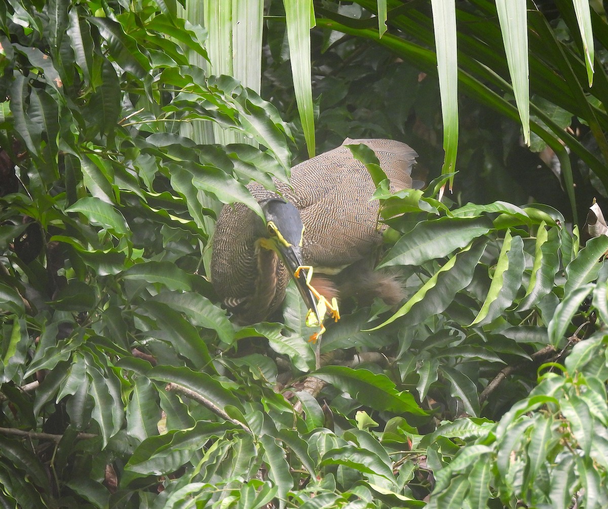 Bare-throated Tiger-Heron - ML620769002