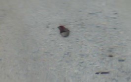 Purple Finch - ML620769003