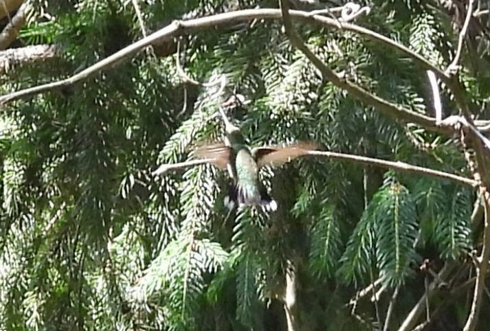 Ruby-throated Hummingbird - ML620769004