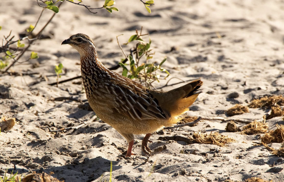 Crested Francolin - ML620769006