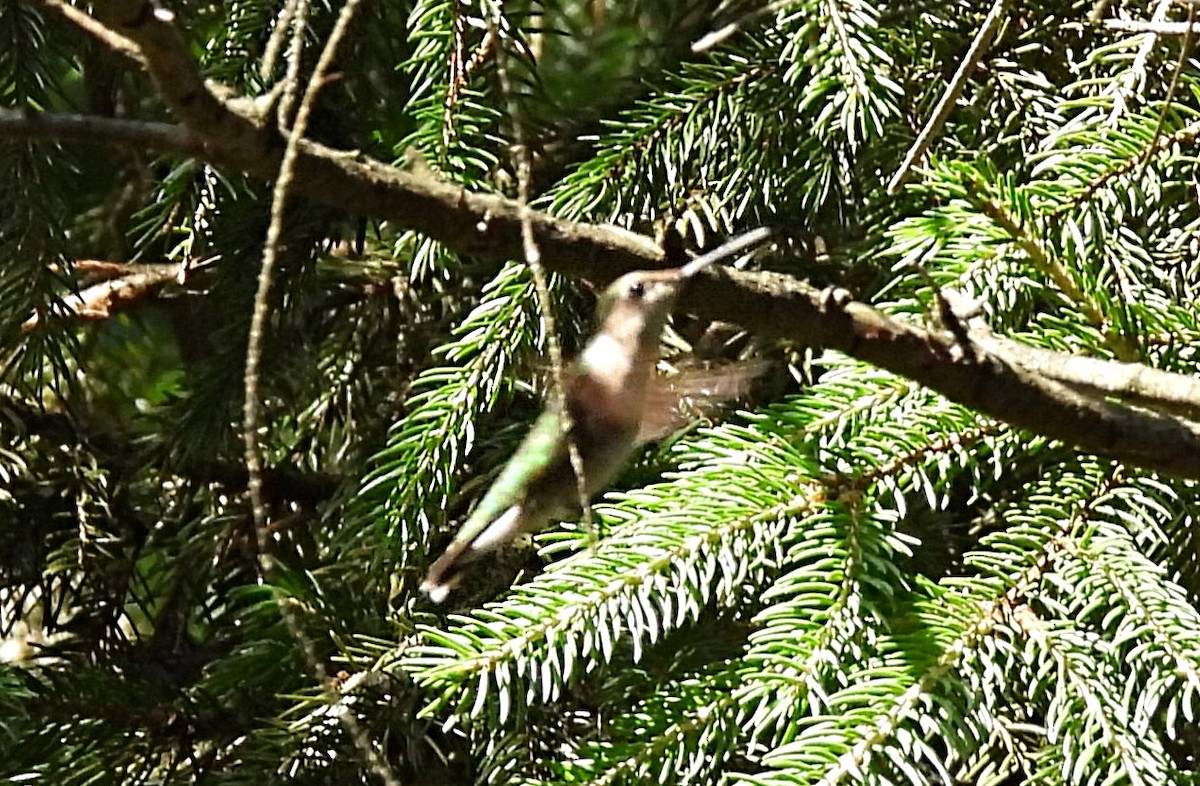 Ruby-throated Hummingbird - Cristina Hartshorn