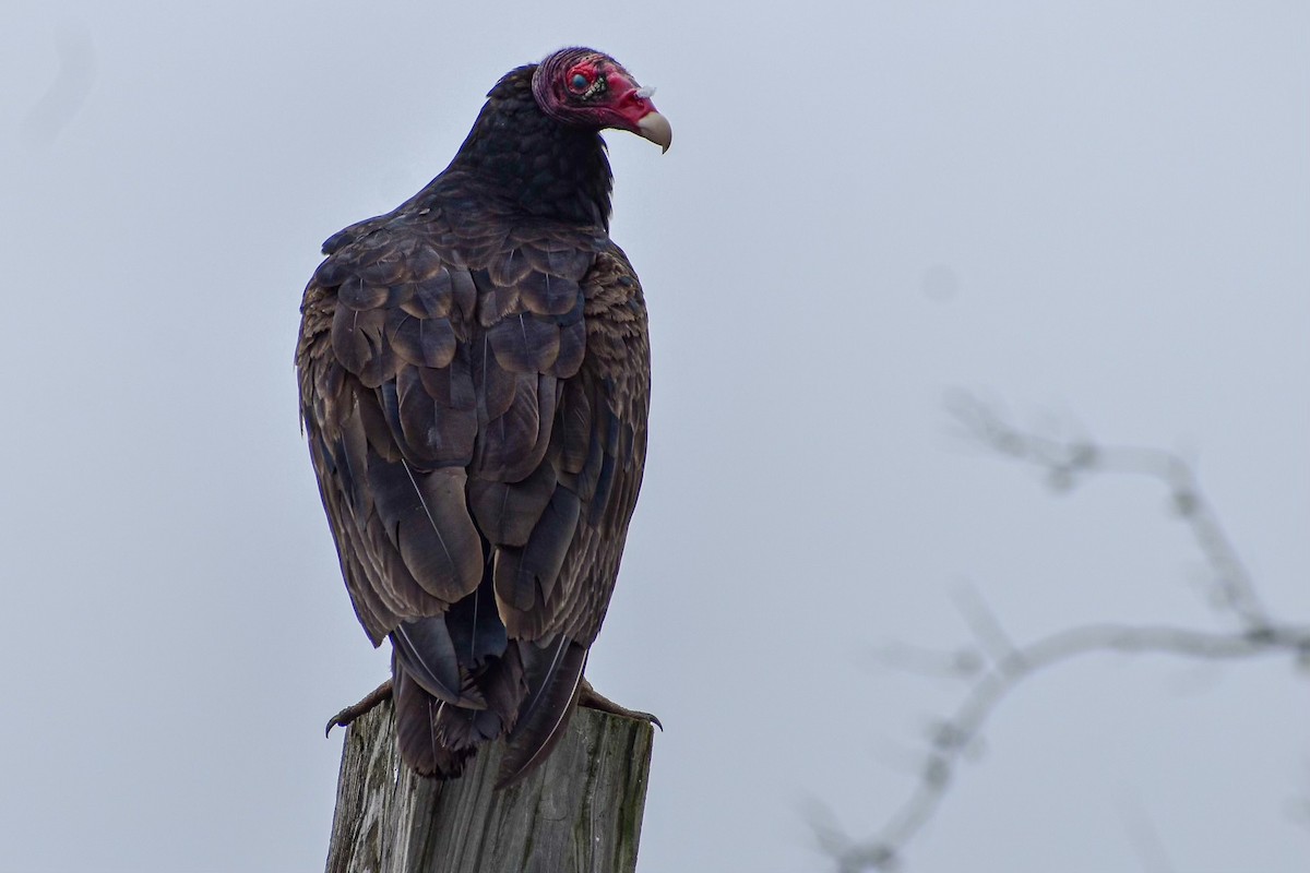 Turkey Vulture - ML620769019