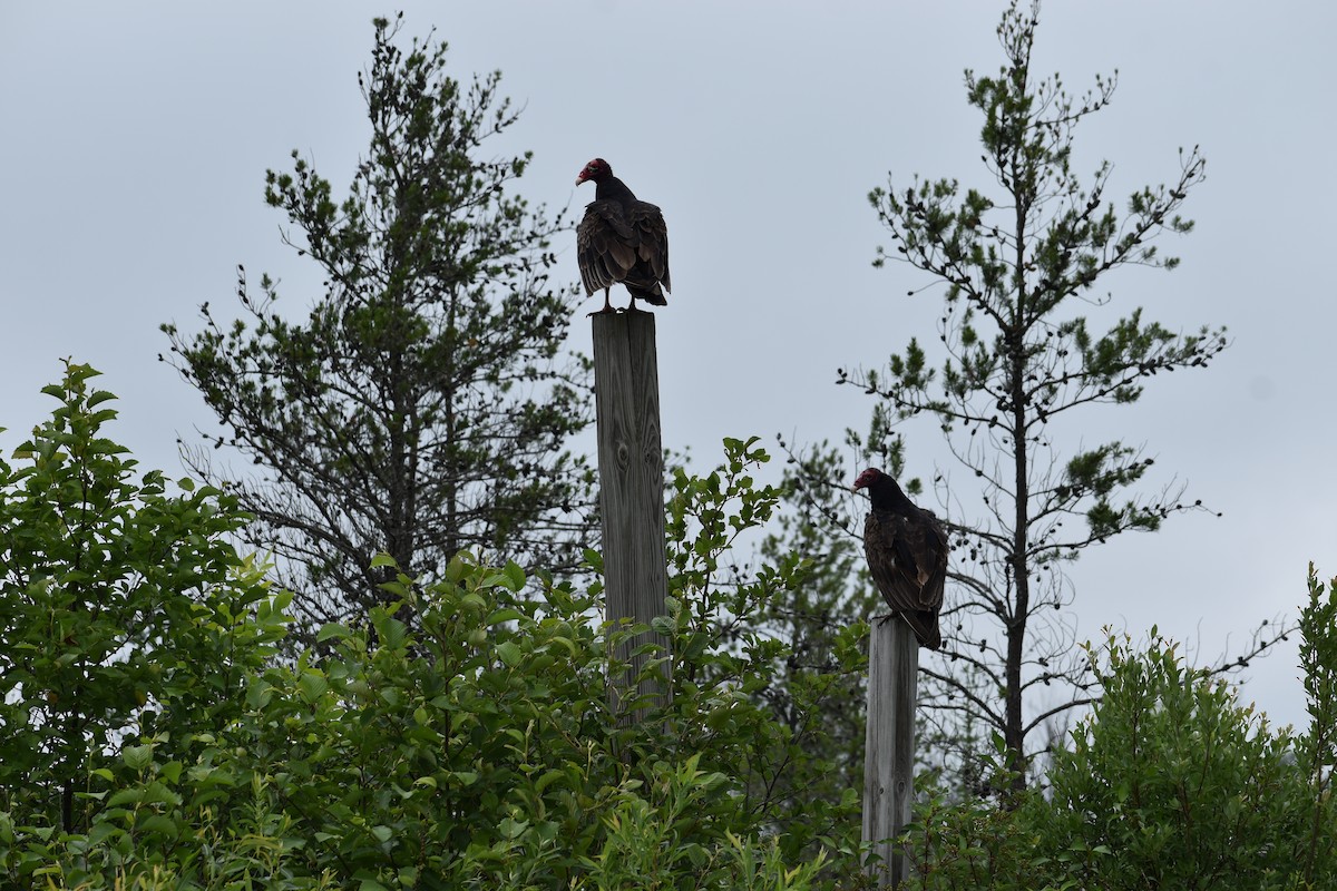 Turkey Vulture - ML620769021