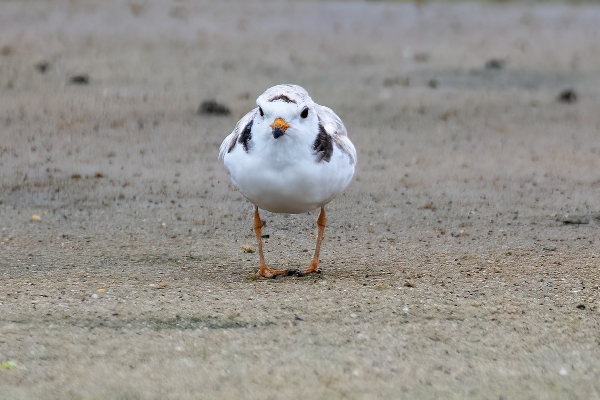 Piping Plover - ML620769023
