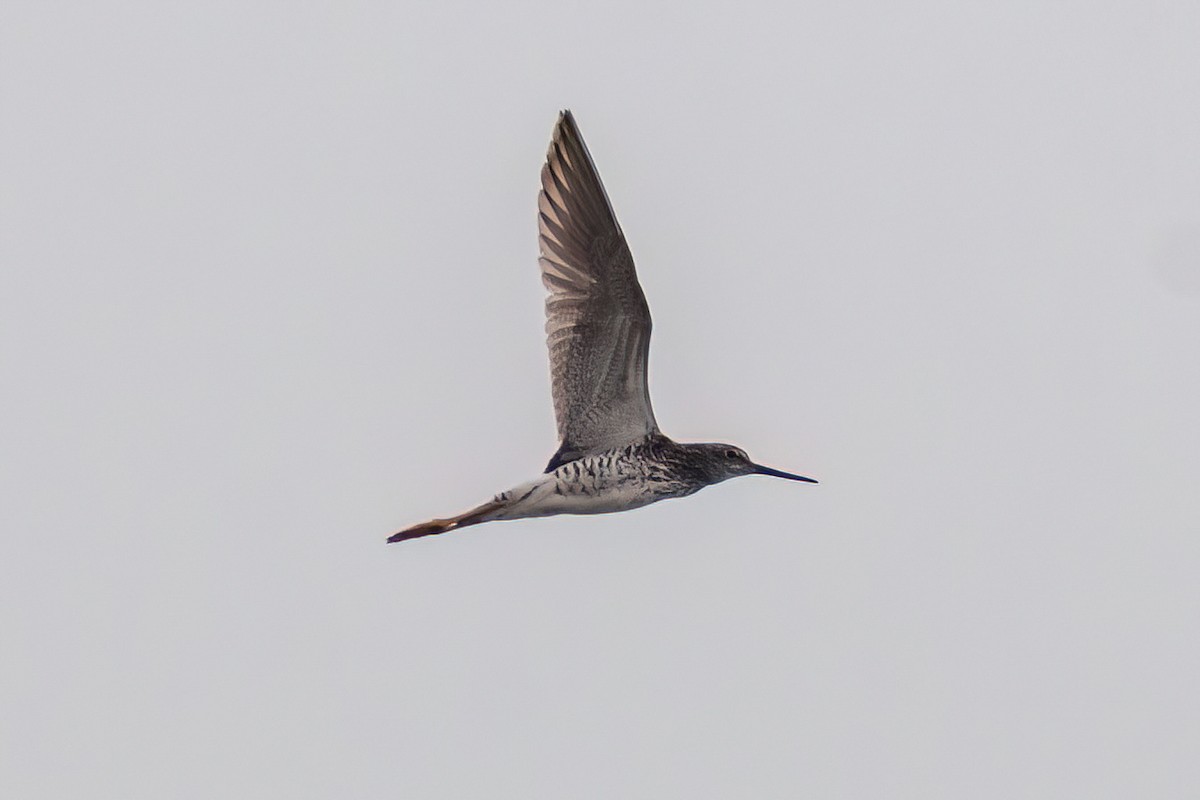 plystresnipe - ML620769027