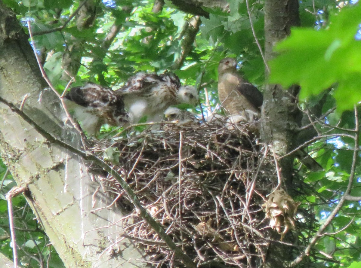 Cooper's Hawk - ML620769028