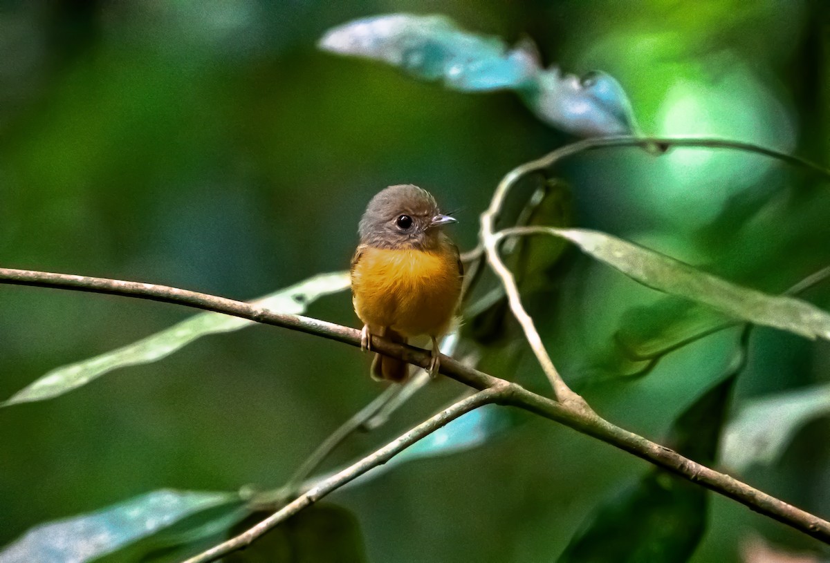 Ruddy-tailed Flycatcher - Steven Rodríguez