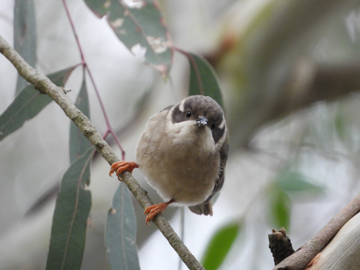 Brown-headed Honeyeater - ML620769032