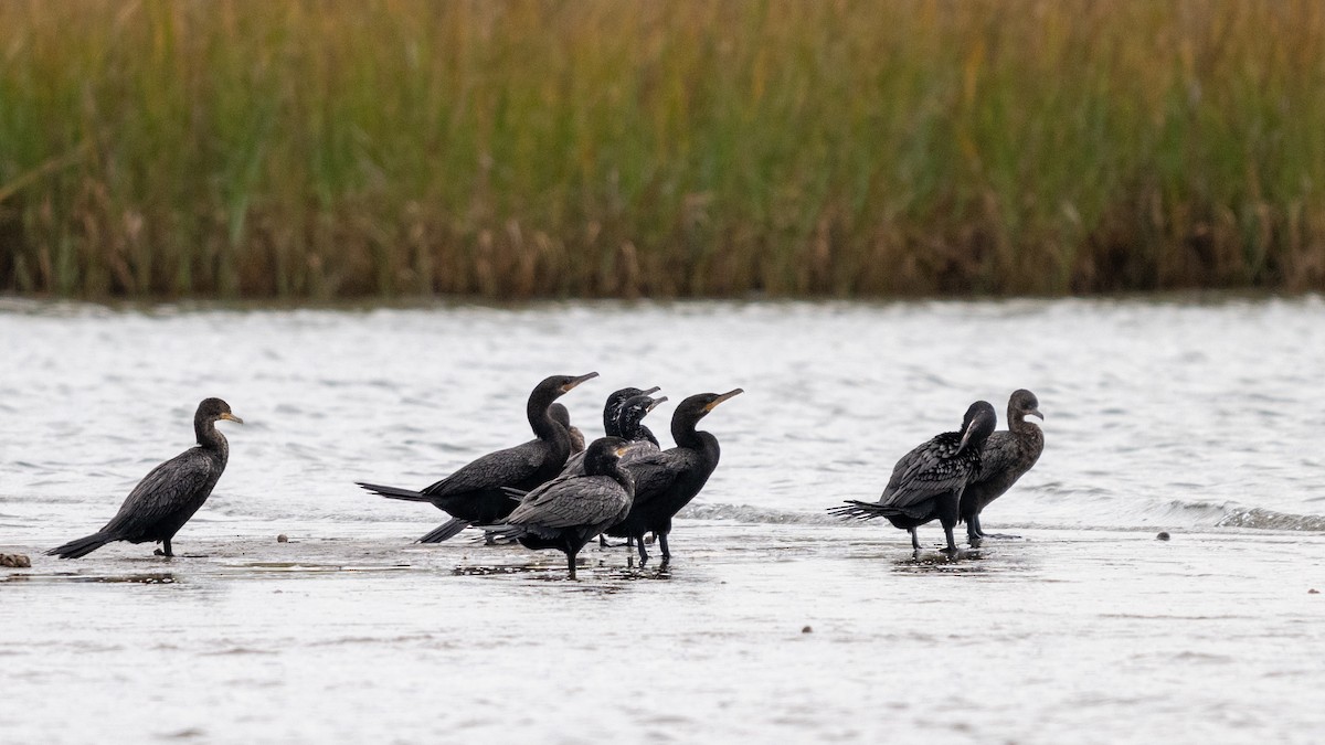 Cormorán Biguá - ML620769037