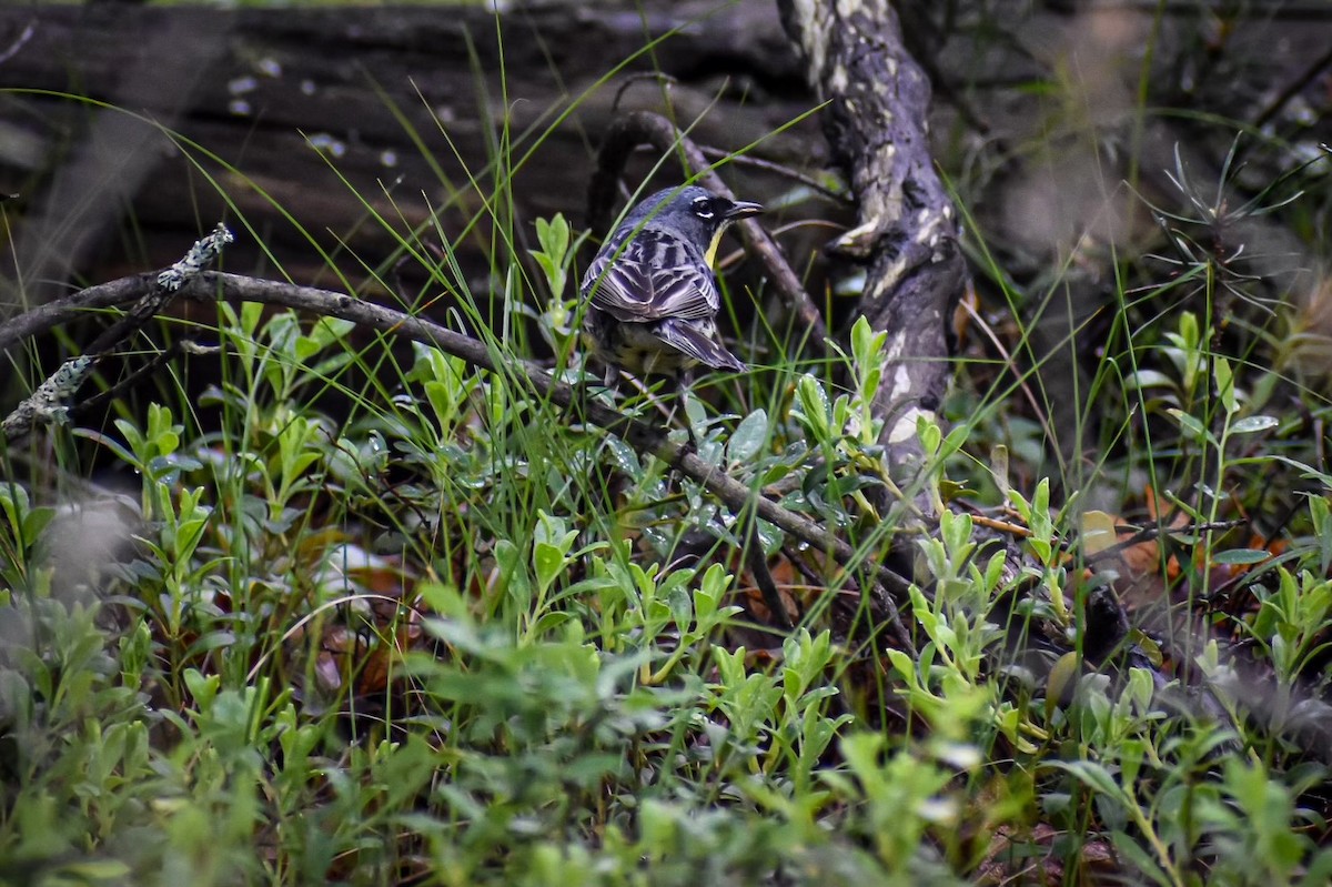 Kirtland's Warbler - ML620769038