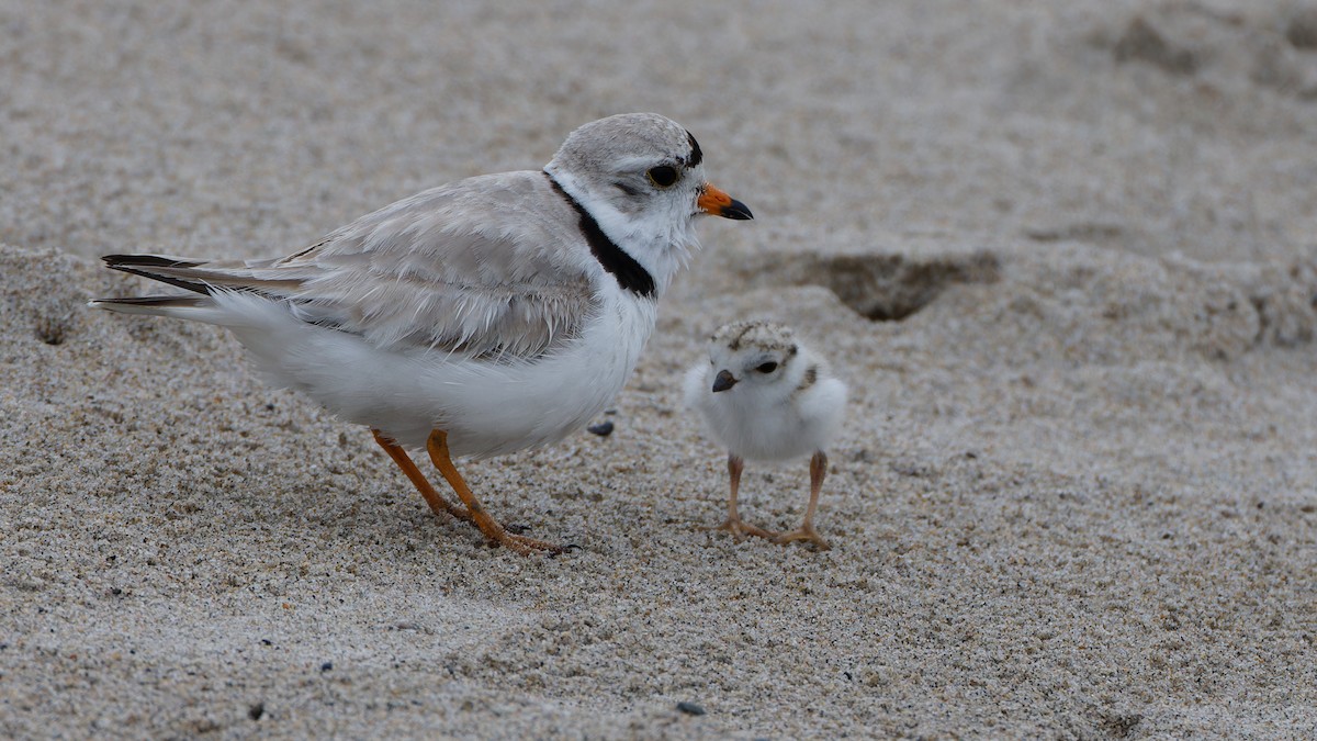 Piping Plover - ML620769039