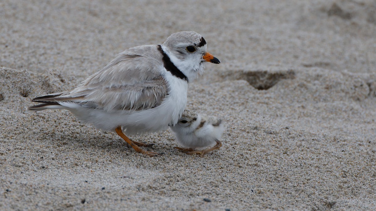 Piping Plover - ML620769041