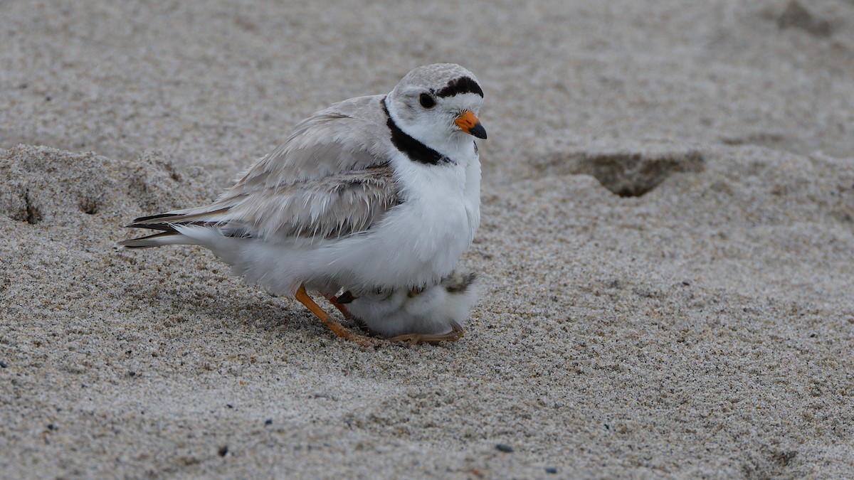 Piping Plover - ML620769042