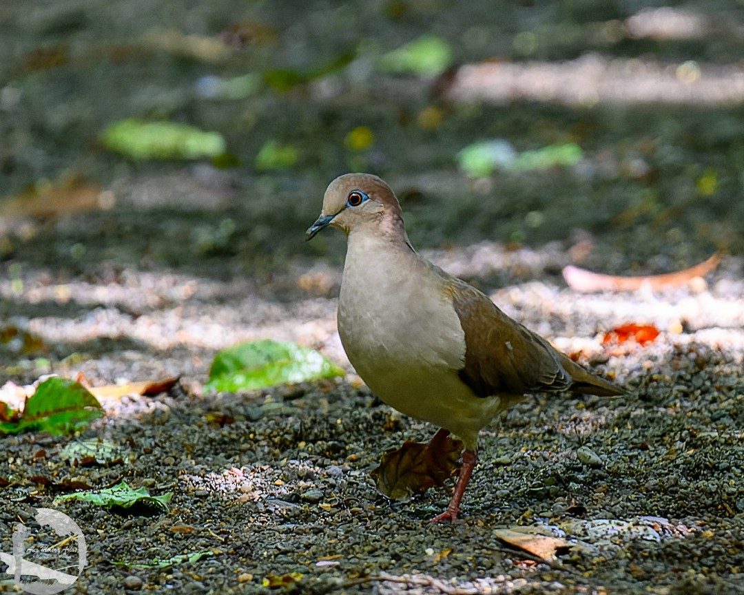 White-tipped Dove - ML620769043