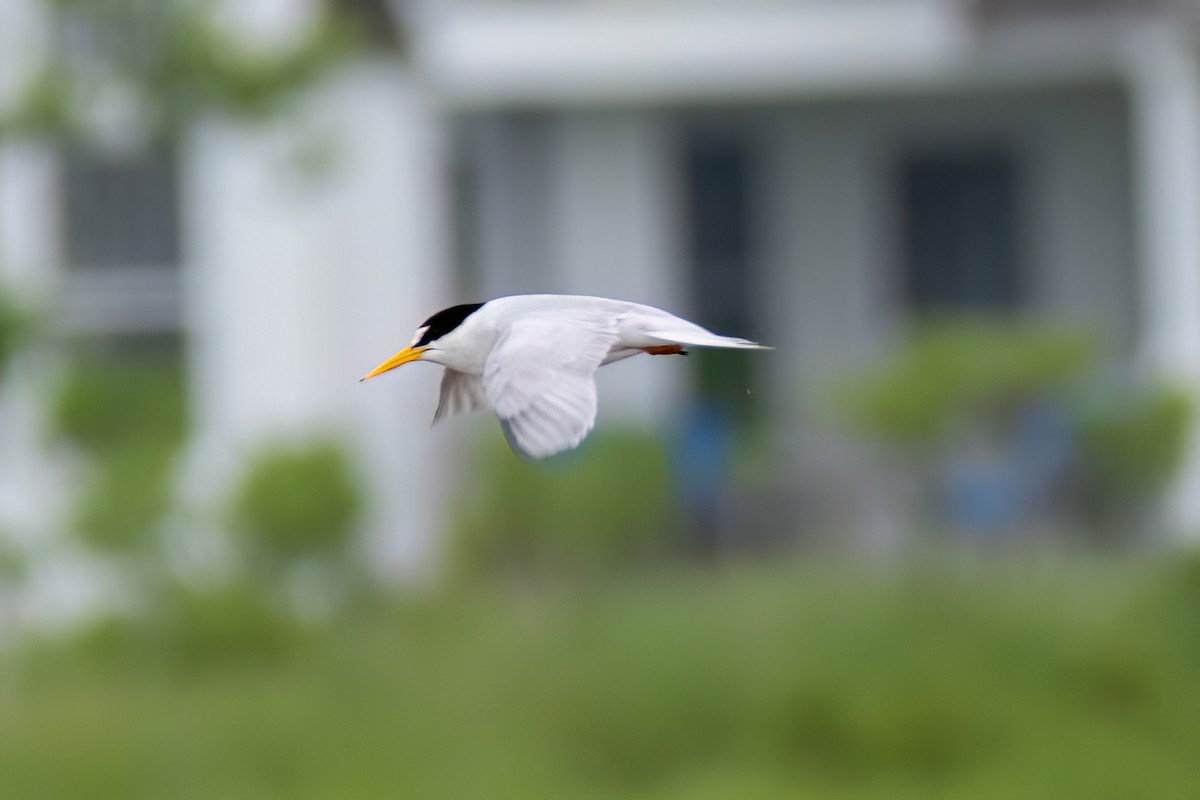 Least Tern - ML620769044