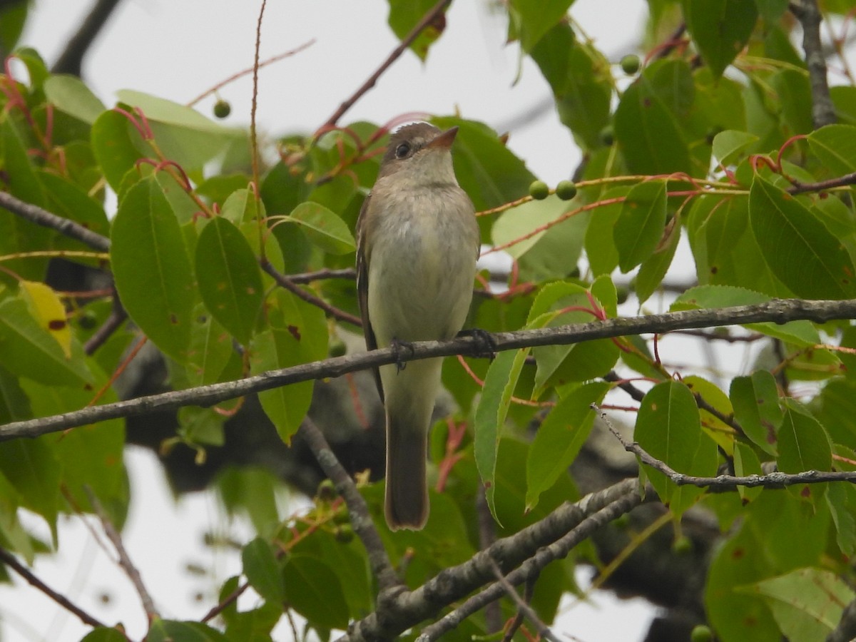 Willow Flycatcher - ML620769045