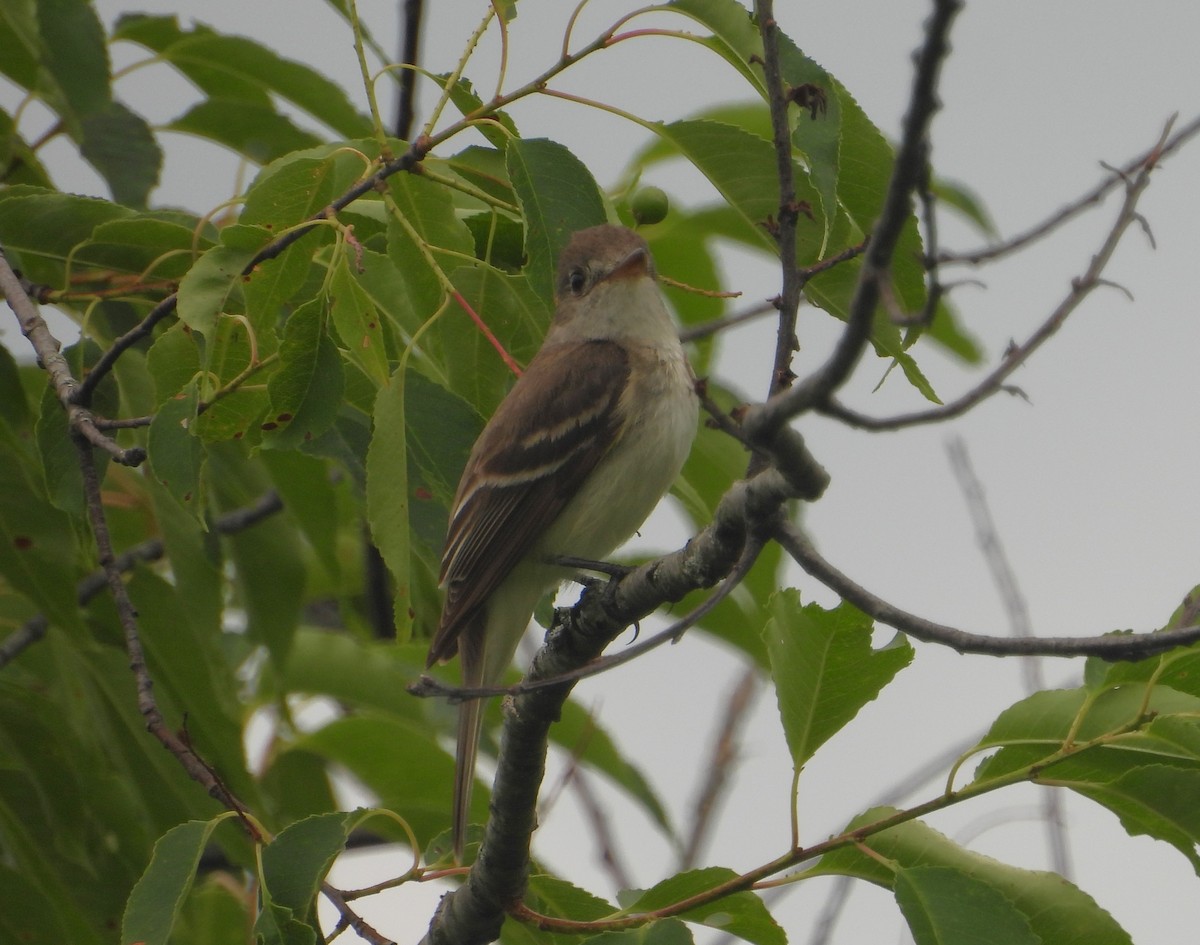 Willow Flycatcher - ML620769046